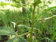 Crotalaria cylindrocarpa