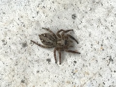 Plexippus paykulli
