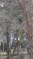 Aves