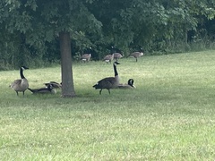Branta canadensis
