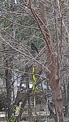 Aves