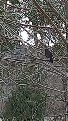 Aves