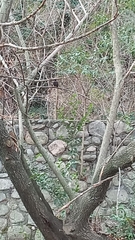 Aves