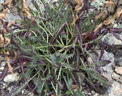 Pedicularis lanata