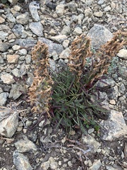 Pedicularis lanata