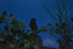 Athene noctua