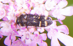 Acmaeoderella flavofasciata flavofasciata