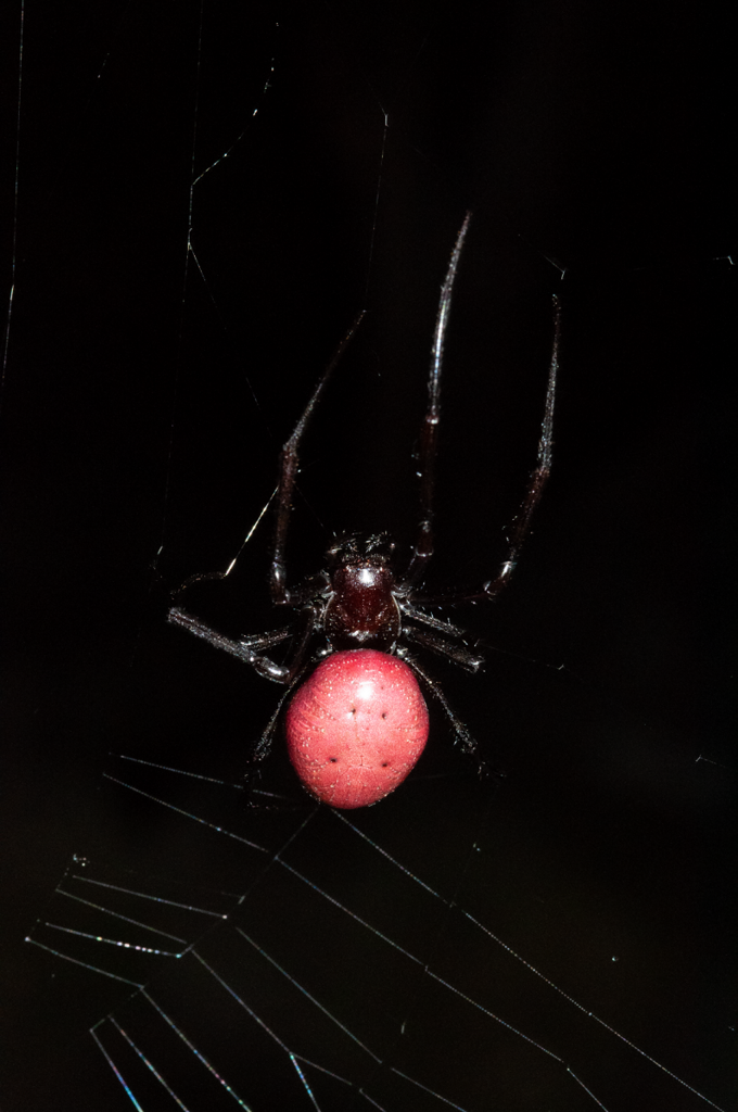 Réunion Hermit Spider