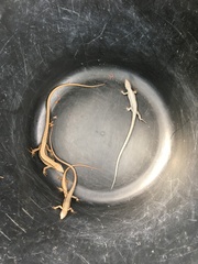 Takydromus tachydromoides