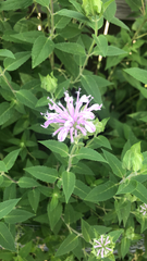 Monarda fistulosa