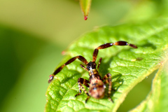 Coreus marginatus