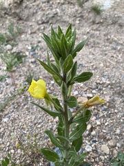 Oenothera villosa villosa