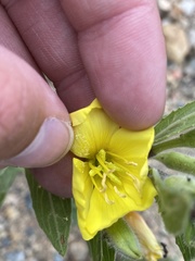 Oenothera villosa villosa