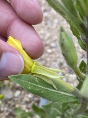 Oenothera villosa villosa