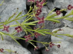 Asperula purpurea
