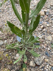 Oenothera villosa villosa