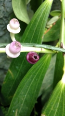 Cavendishia grandifolia