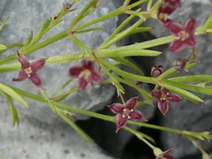 Asperula purpurea