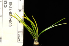 Isoetes minima