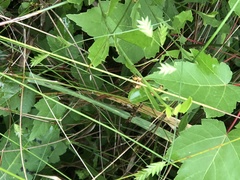 Chasmanthium nitidum