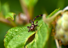 Coreus marginatus