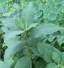 Triosteum angustifolium