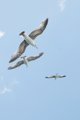 Larus