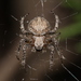 Common Hairy Field Spider - Photo (c) Juvé Yannick, some rights reserved (CC BY-NC), uploaded by Juvé Yannick