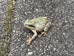 Hyla japonica
