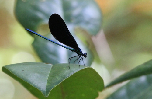 Ebony Jewelwing photographed in Mississippi