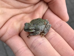 Hyla japonica