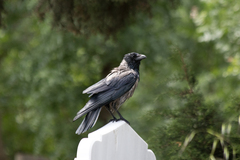 Corvus cornix