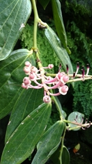 Cavendishia grandifolia