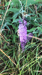 Buddleja davidii