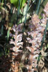 Orobanche