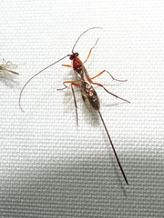 Macrocentrinae