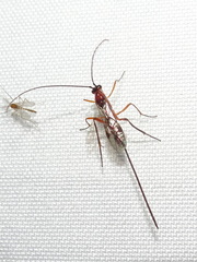 Macrocentrinae