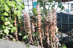 Orobanche
