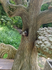 Columba livia domestica