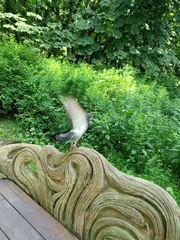 Columba livia domestica
