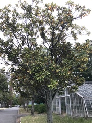 Magnolia grandiflora