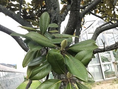 Magnolia grandiflora