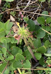 Pedicularis labradorica