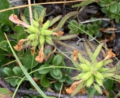 Pedicularis labradorica