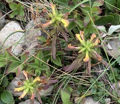 Pedicularis labradorica