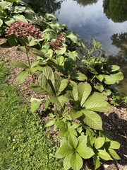 Rodgersia