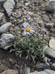 Erigeron clokeyi