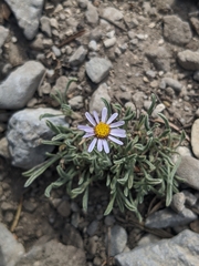 Erigeron clokeyi