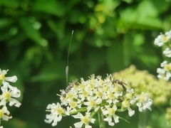 Gasteruption jaculator