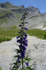 Delphinium dubium